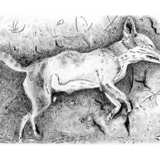 Black and white brush drawing of a deceased fox laying on its side.