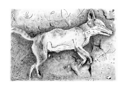 Black and white brush drawing of a deceased fox laying on its side.